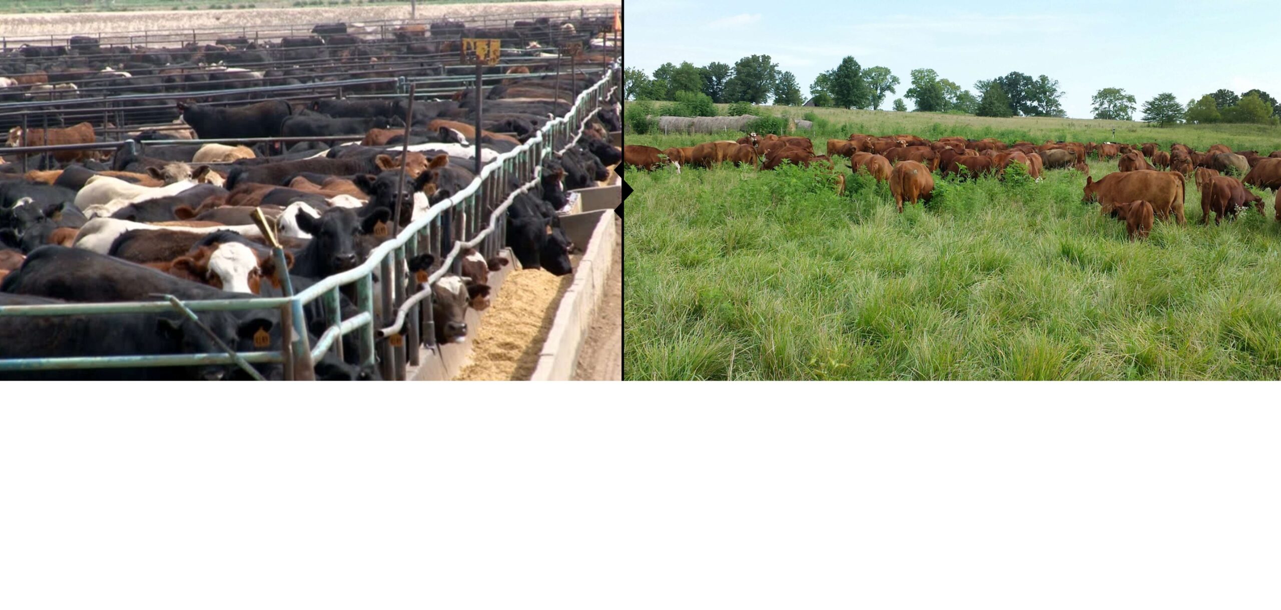 Feedlot vs Pasture Raised, with break